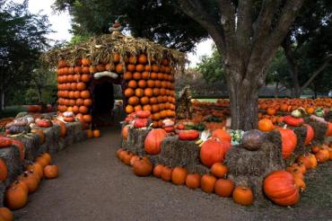 Pumpkin_at_Dallas_Arboretum